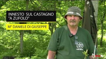 Innesto sul castagno a zufolo.
